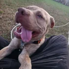 Found dog