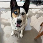 Found dog