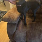 Found Dog in Baltimore