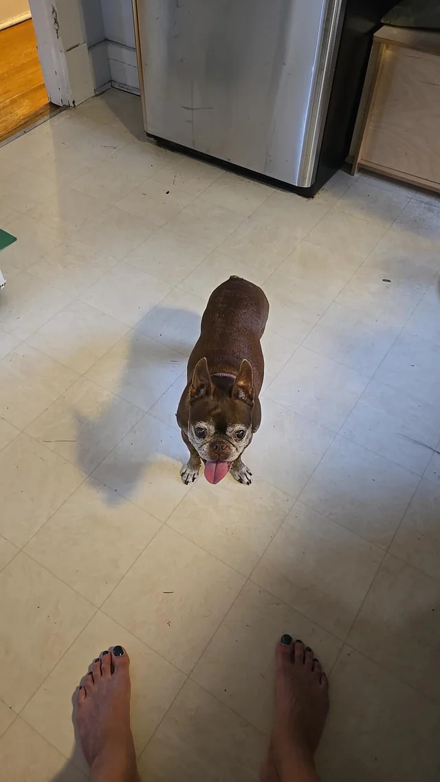 Found dog
