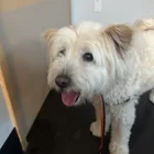 Found dog