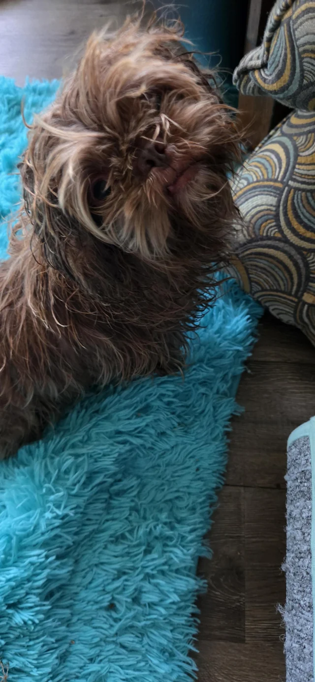 Found dog