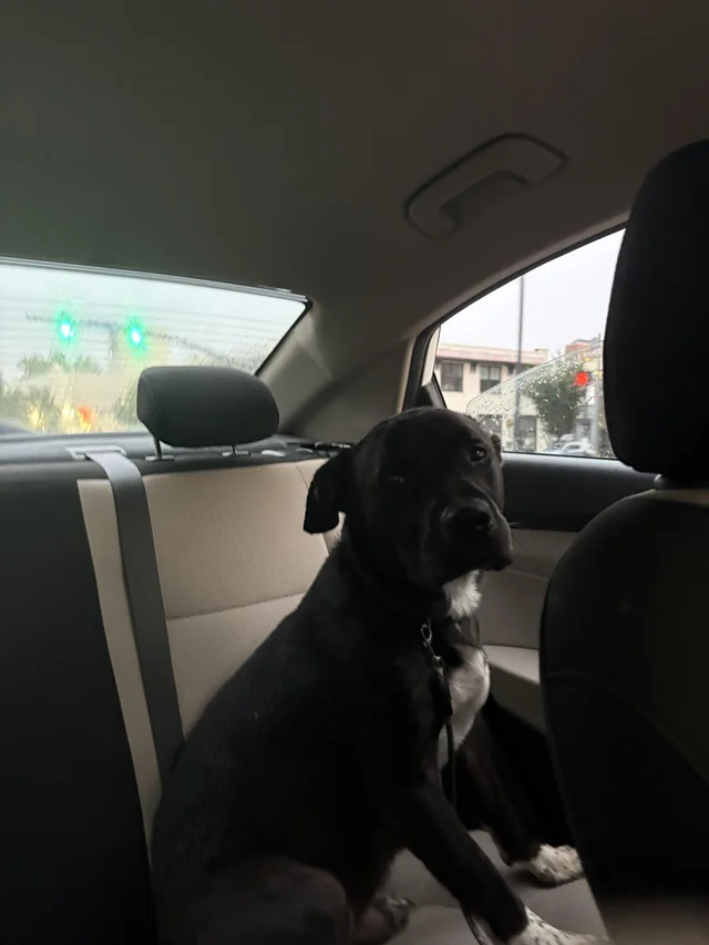 Found Dog in Wilmington
