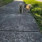 Found Dog in Tampa