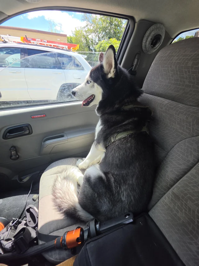 Found dog