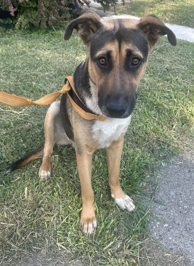 Found dog