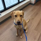 Found dog