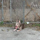 Found dog