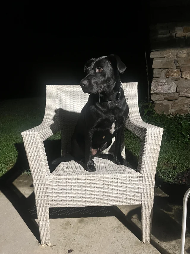Found Dog in Candler