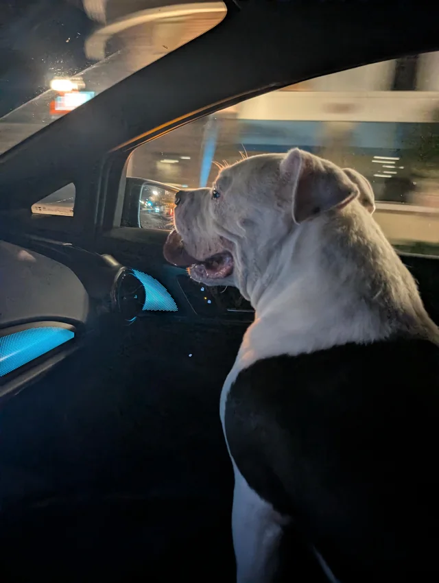 Found dog