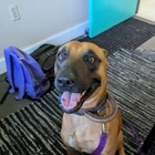 Found dog