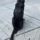 Found dog