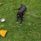Found dog