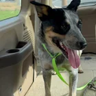 Found Dog in Provo