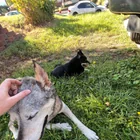Found Dog in Sugarhouse