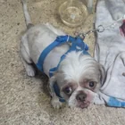 Found Dog in Bushwick