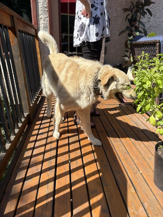 Found Dog in River Park South