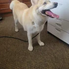 Found Dog in Reno