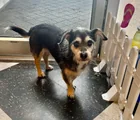Found Dog in Bainbridge Island