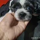 Found dog