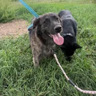 Found Dog in Aurora