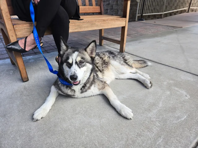 Found dog