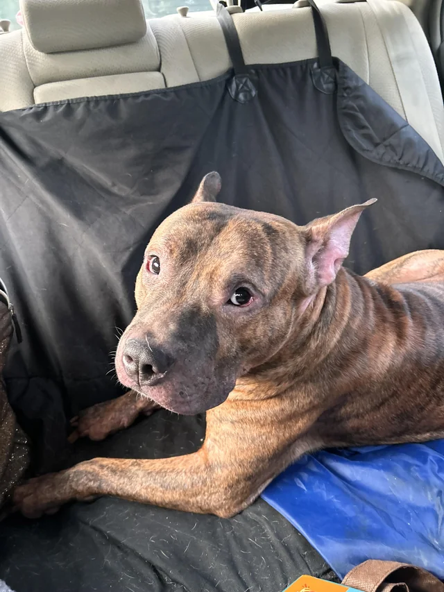 Found dog