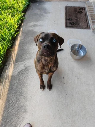 Found dog