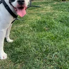 Found dog