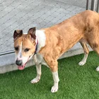 Found dog