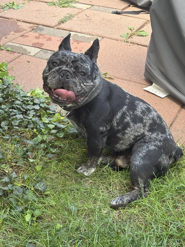 Found Dog in Fort Collins