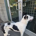 Found Dog in Greenville