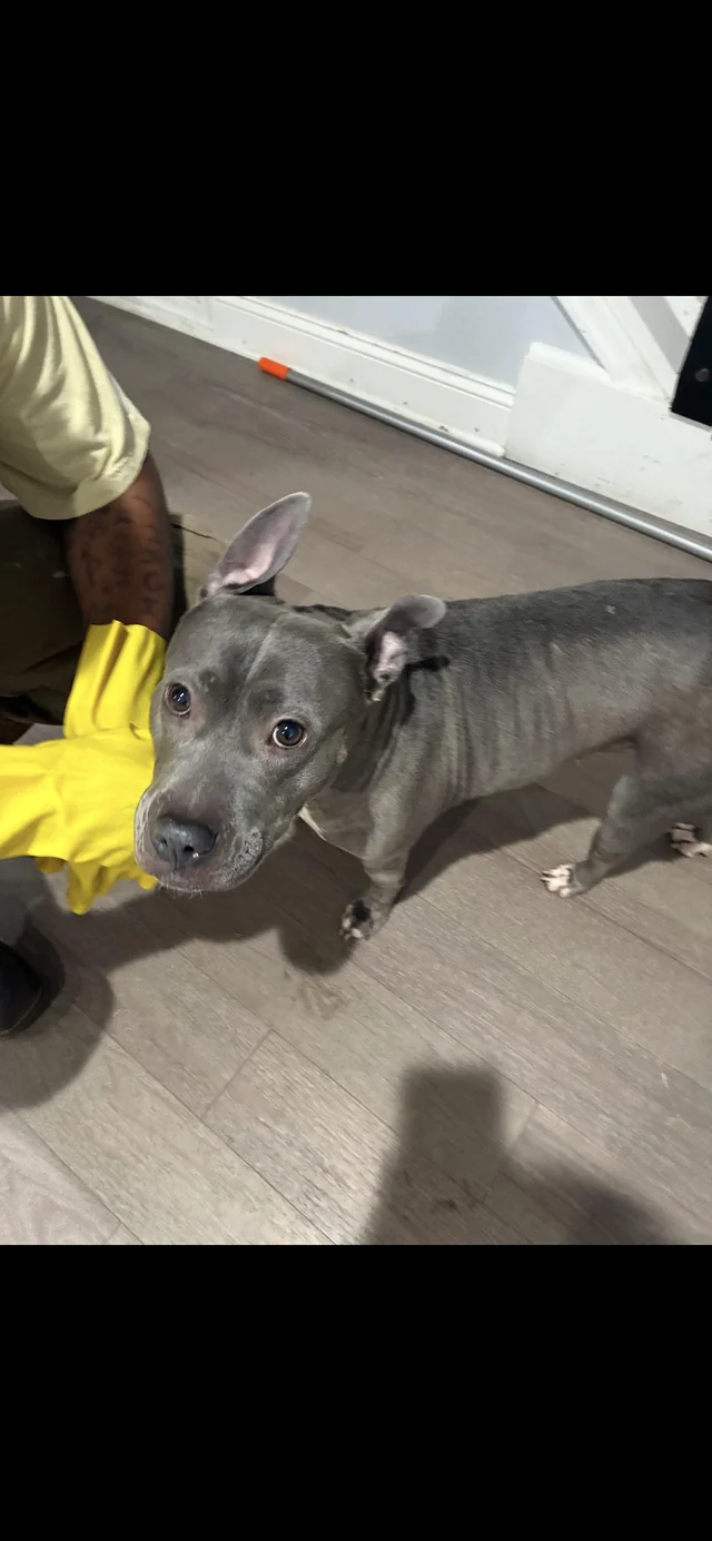 Found dog