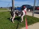 Found dog