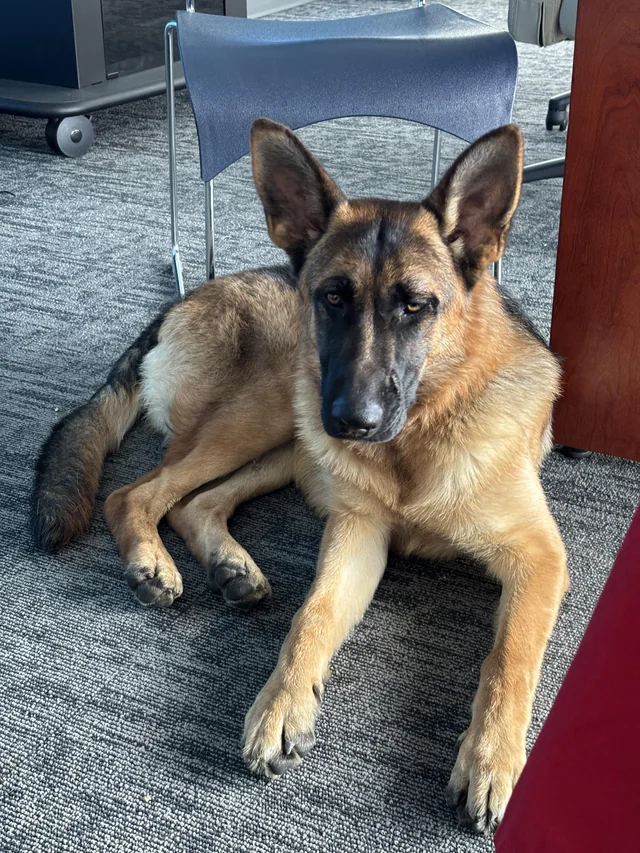 Found Dog in Aurora
