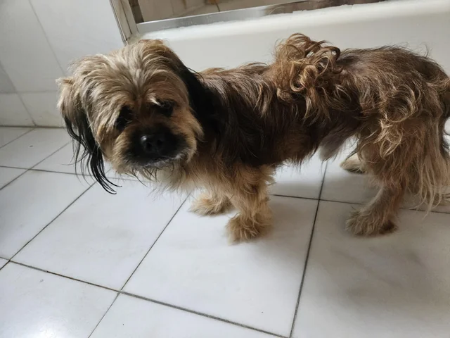 Found dog