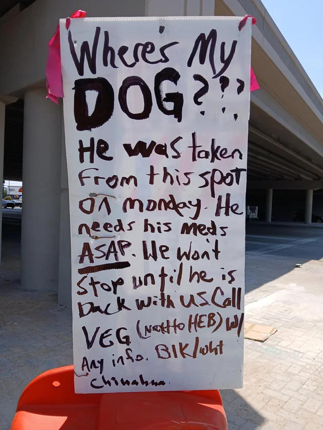 Lost Dog in Austin