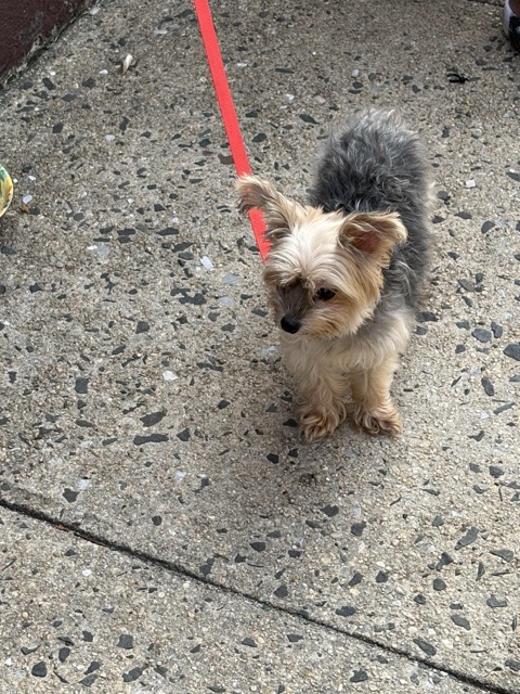 Found Dog in Woodside
