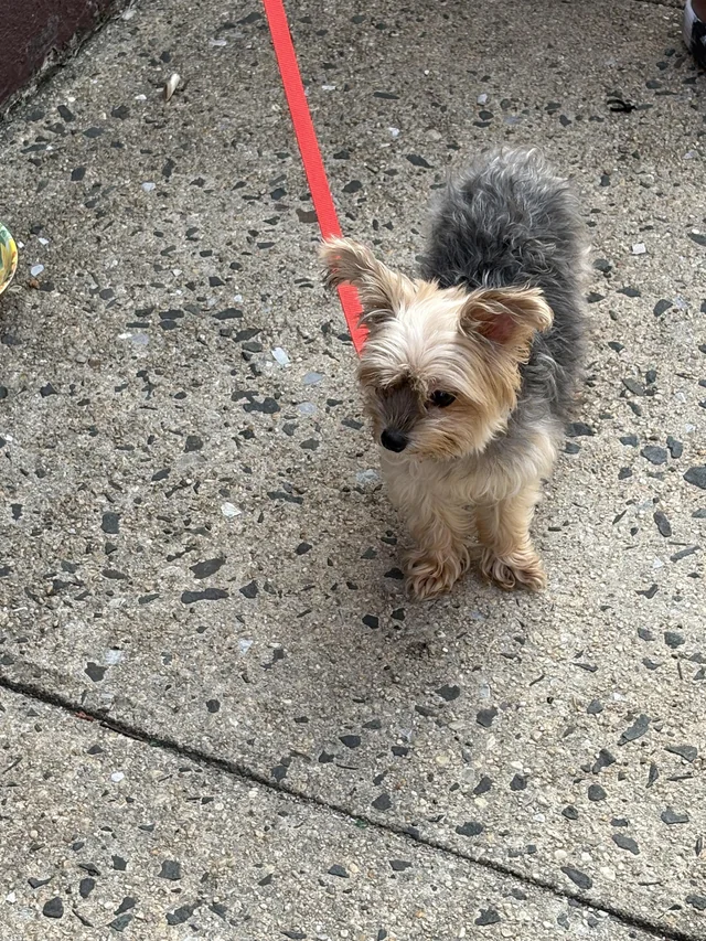 Found dog
