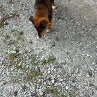 Found Dog in Durham