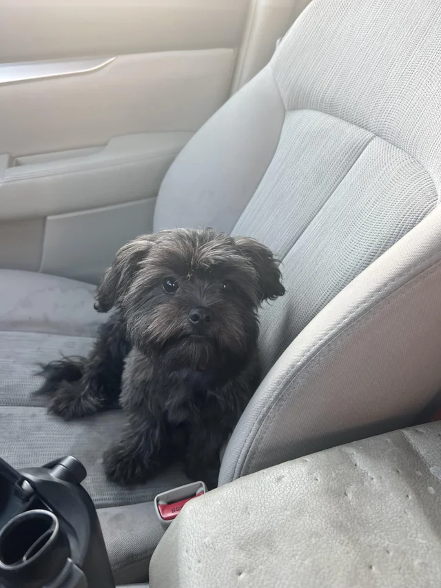 Found Dog in Long Beach