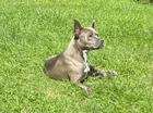 Found Dog in Euclid
