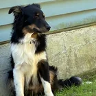 Found dog