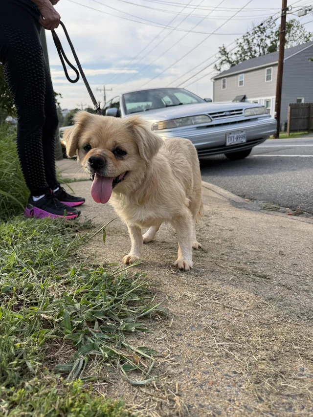 Found Dog in Charlottesville