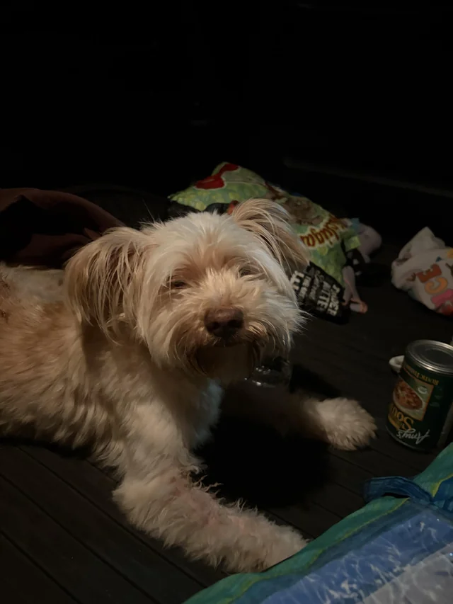 Found Dog in Long Beach
