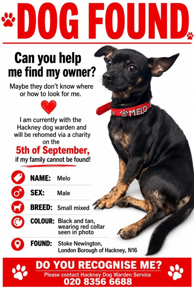 Found dog