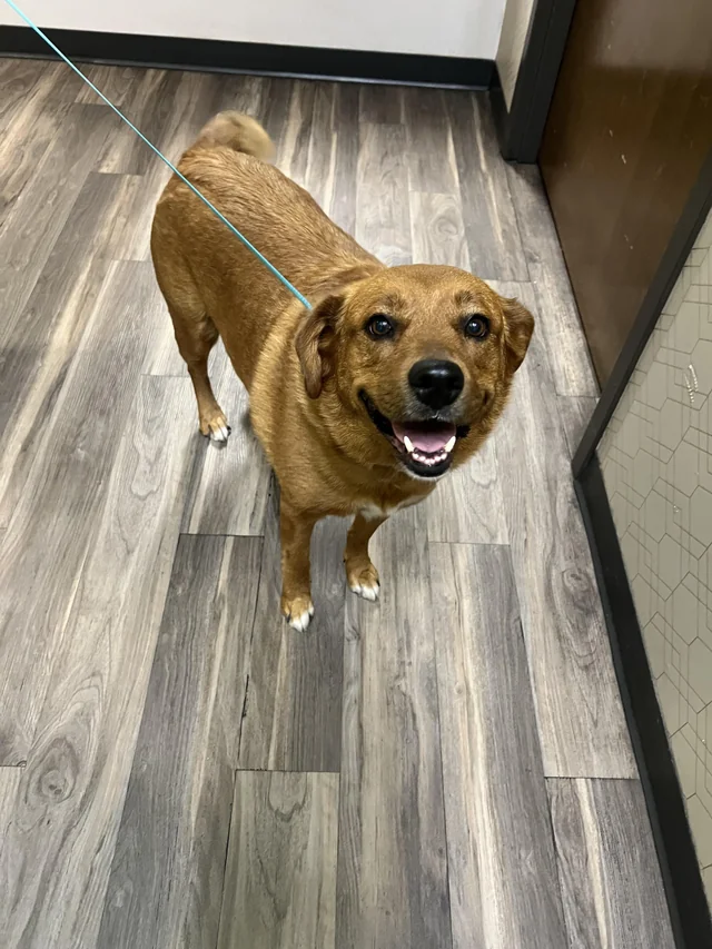 Found dog