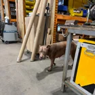 Found Dog in Grand Rapids
