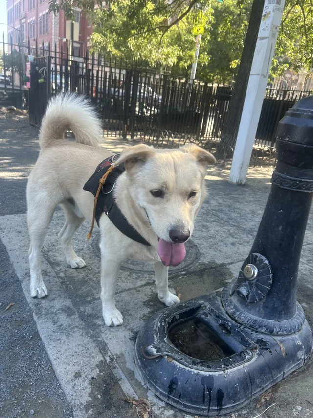 Found dog