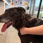 Found Dog in Bothell